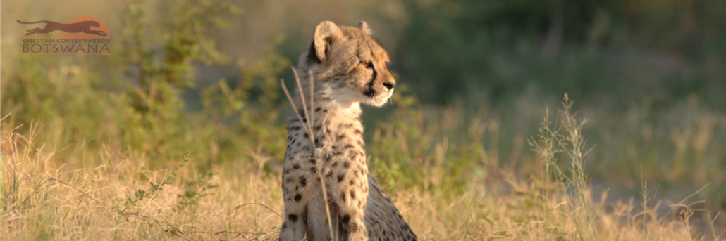 Cheetah Botswana